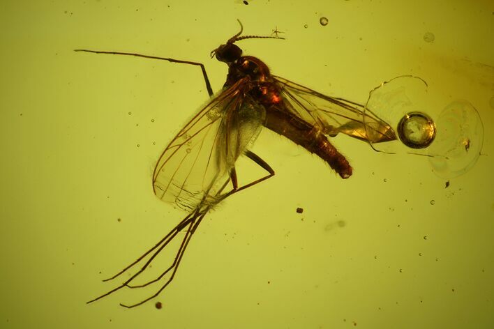 Detailed Fossil Fly (Sciaridae) In Baltic Amber #145431